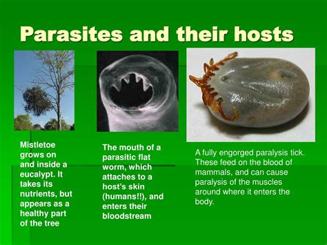  Echinostomum! A Masterful Parasite Lurking Within the Bodies of Its Hosts