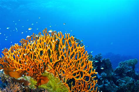  Fire Coral: A Stinging Marvel That Blooms Under the Waves!