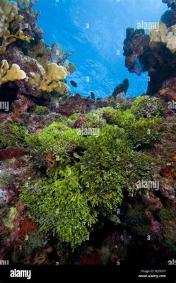  Halimeda! An Amazing Underwater Algae That Resembles Tiny Trees