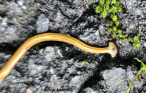  Hammerhead Worm: The Unassuming Predator That Will Make You Rethink Your Relationship With Earthworms!