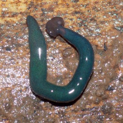  Xenoplana!  Discover This Curious Flatworm With An Unusually Appealing Appearance