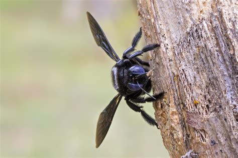  XyloCopa: Czy ten bezkręgowiec naprawdę potrafi tańczyć na gałęzi?