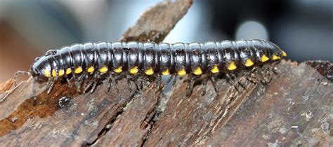  Yellow Millipede:  Uncover the Secrets of This Many-Legged Marvel With an Appetite for Decay!