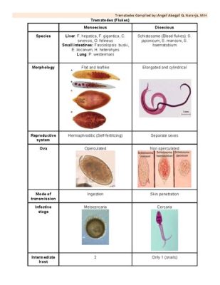  Fasciolopsis Buski:  A Tiny Trematode Terrorizing the Tropics!