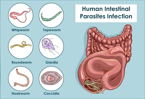  Giardia: Małe pasożyty jelitowe z wiciami - czy są groźne dla człowieka?