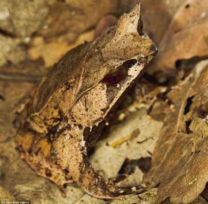  Iguana - Zwierzę o Zmiennej Termoregulacji i Mistrz Kamuflażu w Świecie Gadów!