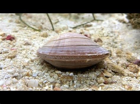  Northern Quahog - Życie w Osadzie Podwodnym i Mistrzostwo w Unikaniu Wrogów!