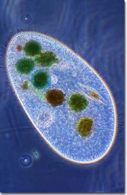  Paramecium:  A Tiny Tornado of Life - Discover This Microscopic Master of Movement!