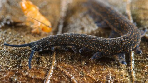  Velvet Worm - A Tiny Hunter That Lives By Its Slime!