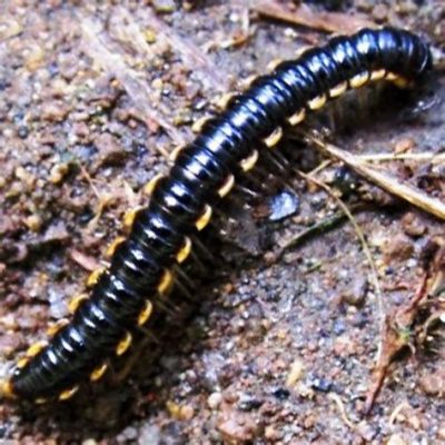  Yellow Millipede: This Tiny Yellow Leggy Creature Makes A Big Impression In Forest Ecosystems!